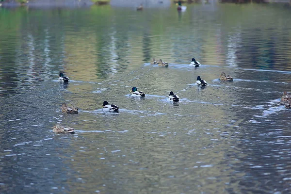 秋には池にアヒル カモマガモ — ストック写真