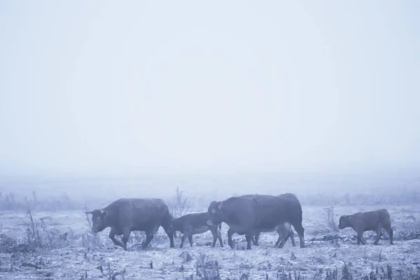 冬には雪原で牛 冬には農場で動物 — ストック写真