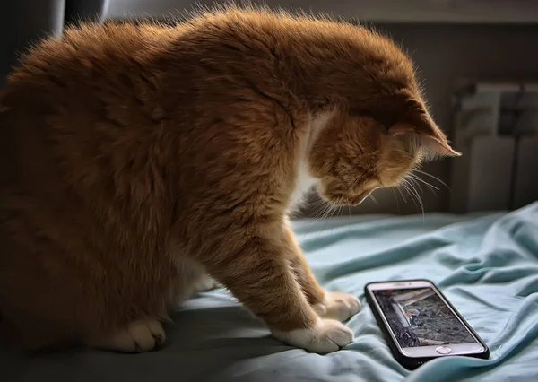Gatto Sta Guardando Smartphone Carino Gatto Rosso Guarda Video Telefono — Foto Stock