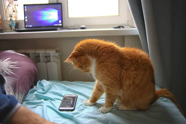 Gato Está Viendo Teléfono Inteligente Lindo Gato Rojo Ver Vídeo —  Fotos de Stock