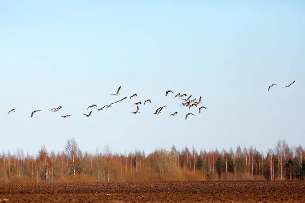 Zugvögel Schwarm Von Gänsen Auf Dem Feld Landschaft Saisonale Migration — Stockfoto