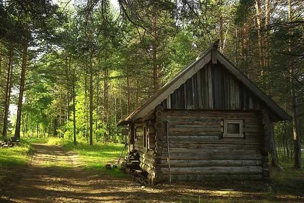 野外活動観光松の森の別荘夏の風景晴れた日の自然北 — ストック写真
