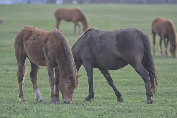 Pferde Auf Dem Bauernhof Tiere Auf Dem Feld Natur Des — Stockfoto