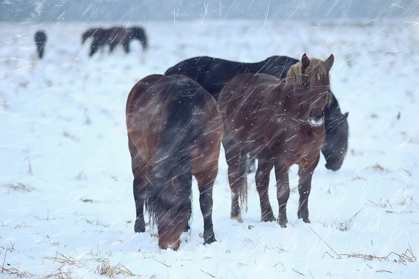 Abstraktní Rozmazané Zimní Pozadí Koně Zasněžené Krajině Sníh Farmě — Stock fotografie