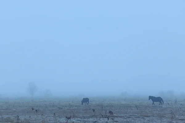 Абстрактный Размытый Зимний Фон Лошади Снежном Поле Пейзаж Снег Ферме — стоковое фото