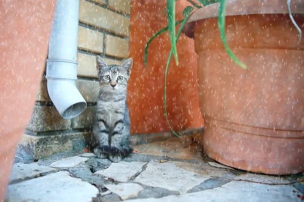 Сумний Бродячий Кіт Трохи Нещасний Покинутий Кіт — стокове фото