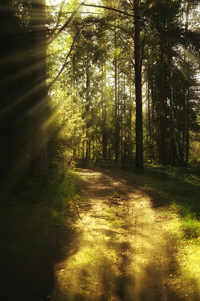 sun rays in coniferous forest, abstract landscape summer forest, beautiful wilderness nature