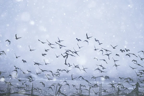 Černí Ptáci Hejno Letu Zimní Sněhové Podnebí Depresivní Stresový Koncept — Stock fotografie