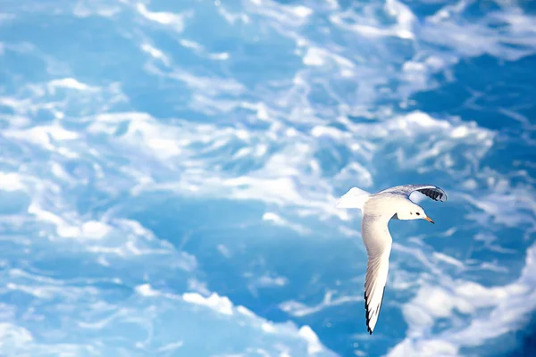 Gaviota Vuela Sobre Mar Concepto Mar Vacaciones Verano Aves Libertad — Foto de Stock