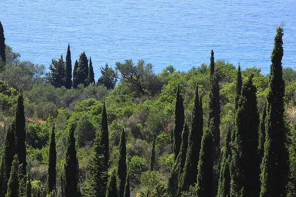 Cypressen Landschap Griekenland Panoramisch Uitzicht Zomer Weer Vakantie — Stockfoto