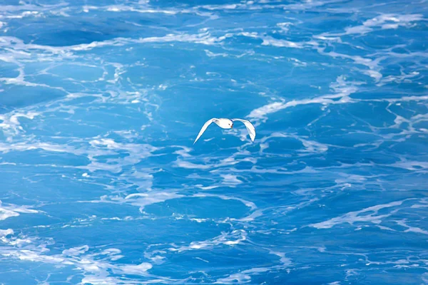 Meeuw Vliegt Zee Concept Zeevakantie Zomer Vogelvrijheid Vliegen — Stockfoto