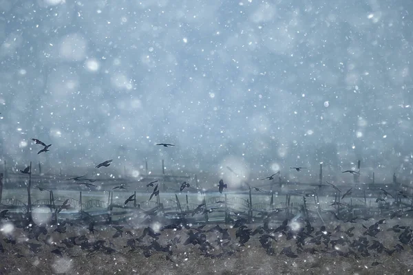 Aves Negras Rebanho Voo Clima Inverno Neve Conceito Estresse Depressão — Fotografia de Stock