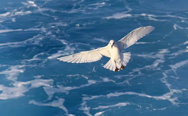 Gaivota Voa Sobre Mar Conceito Mar Férias Verão Pássaro Liberdade — Fotografia de Stock