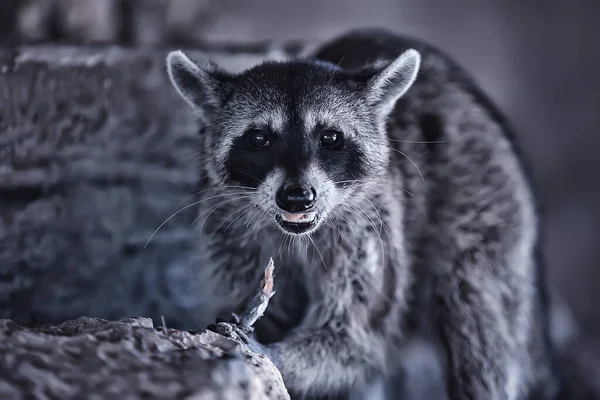 Wild Nosoha American Raccoon Animal Wild — Stock Photo, Image