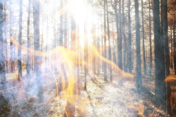 Flamme Abstraite Feu Paysage Dans Forêt Fond Feu Forêt Catastrophe — Photo