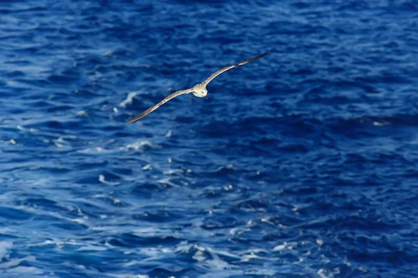 Gaivota Voa Sobre Mar Conceito Mar Férias Verão Pássaro Liberdade — Fotografia de Stock