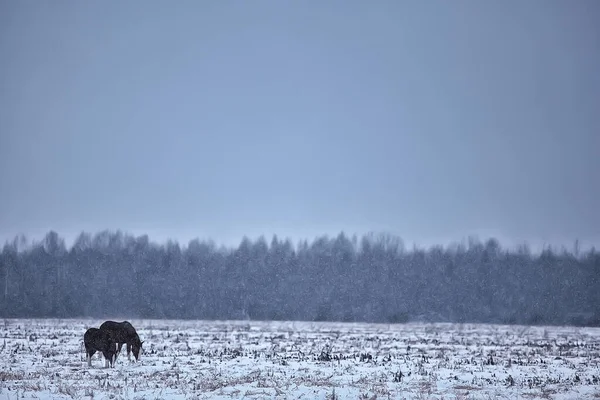 Abstrakt Suddig Vinter Bakgrund Hästar Snöig Åkermark Landskap Snö Gård — Stockfoto