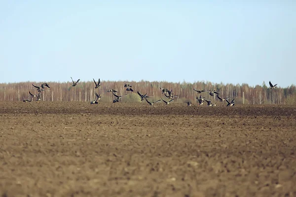 Stado Ptaków Wędrownych Gęsi Polu Sezonowa Migracja Krajobrazu Ptaków Polowanie — Zdjęcie stockowe