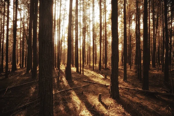 Herbst Der Nadelwald Landschaft Abstrakter Blick Auf Den Herbstlichen Gelben — Stockfoto