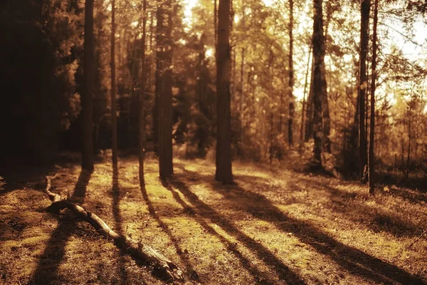 Herfst Het Naaldbos Landschap Abstracte Weergave Van Herfst Geel Bos — Stockfoto