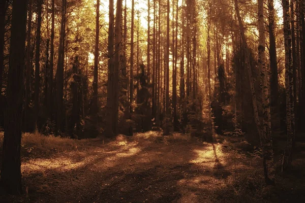 Herbst Der Nadelwald Landschaft Abstrakter Blick Auf Den Herbstlichen Gelben — Stockfoto