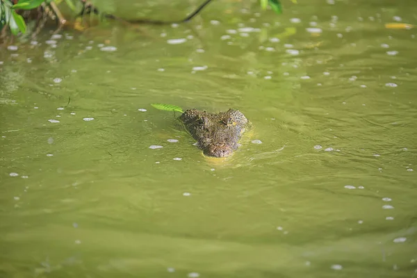 Crocodile Sauvage Dans Rivière Alligator Dans Marais Prédateur Faune — Photo