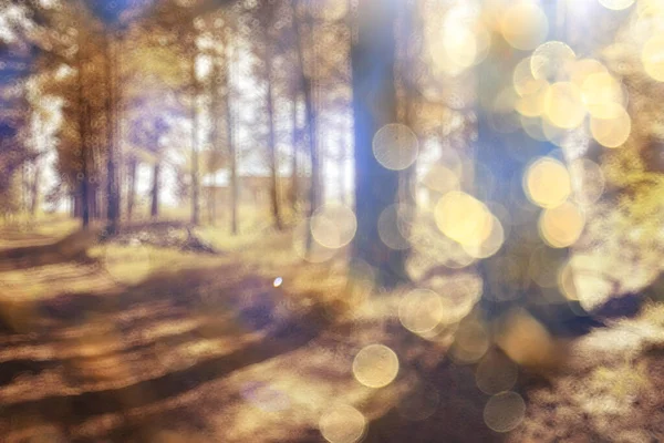 風景夏の森ぎらぎら太陽ぼんやり背景木の抽象的な景色 — ストック写真