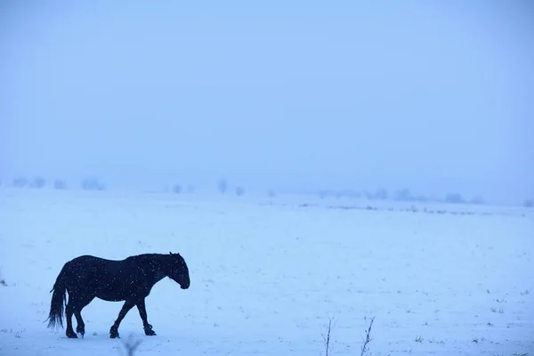 Abstrakt Verschwommener Winterhintergrund Pferde Einer Verschneiten Feldlandschaft Schnee Auf Einem — Stockfoto