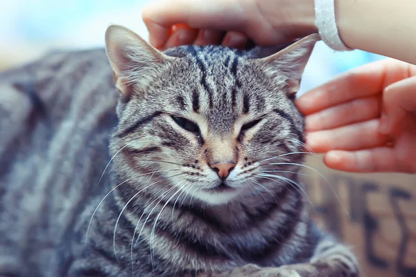 Niedliche Katze Fröhliches Flauschiges Haustier Pflegekonzept — Stockfoto