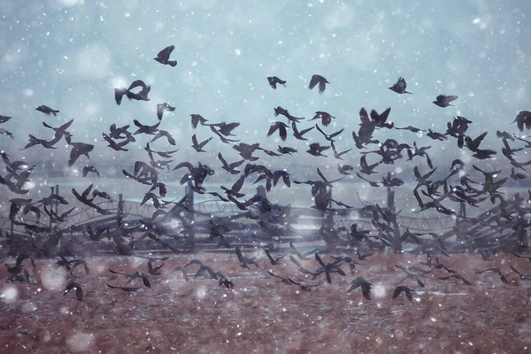 Uccelli Neri Stormo Volo Neve Clima Invernale Depressione Concetto Stress — Foto Stock