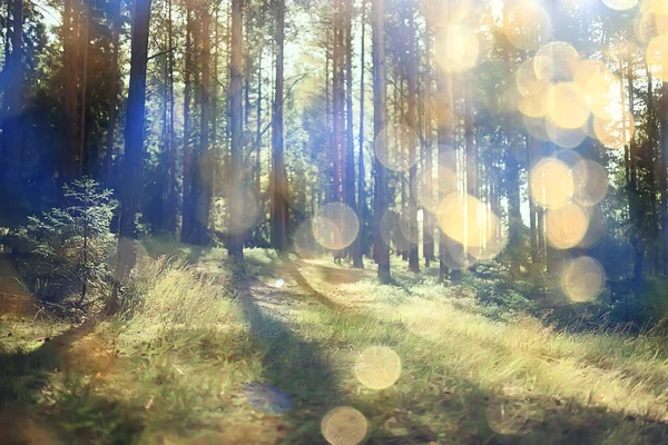 Краєвид Літнього Лісу Відблиски Сонця Боке Розмитий Фон Абстрактний Вид — стокове фото