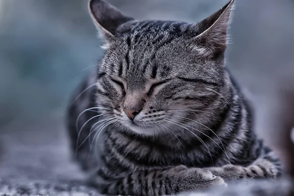 Triste Gato Vadio Pouco Miserável Gato Abandonado — Fotografia de Stock