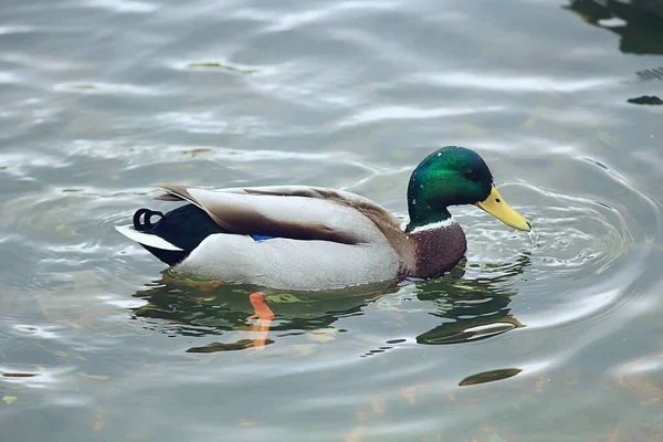 ducks on a pond in autumn, wild birds, duck mallard