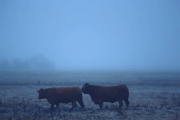 cows in winter in a snow field, animals on a farm in winter season
