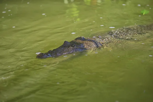 Vild Krokodil Floden Alligator Träsket Vilda Rovdjur Huvud — Stockfoto