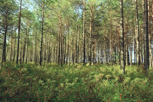 Rayons Soleil Dans Forêt Conifères Paysage Abstrait Forêt Été Belle — Photo