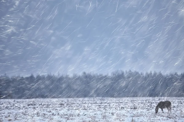 抽象模糊的冬季背景 雪地里的马 农场里的雪 — 图库照片