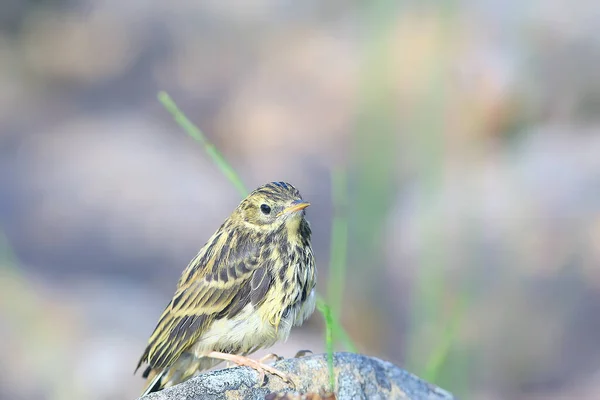 Little Wagtail Bird Chick Wildlife Bird Sitting Stone — Stock Photo, Image