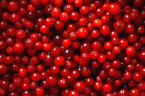Textura Arándanos Rojos Bayas Frescas Vitaminas Del Norte Fondo Abstracto —  Fotos de Stock