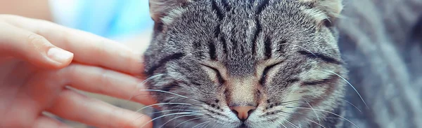 Gato Bonito Animal Estimação Fofo Feliz Conceito Amor Cuidado — Fotografia de Stock