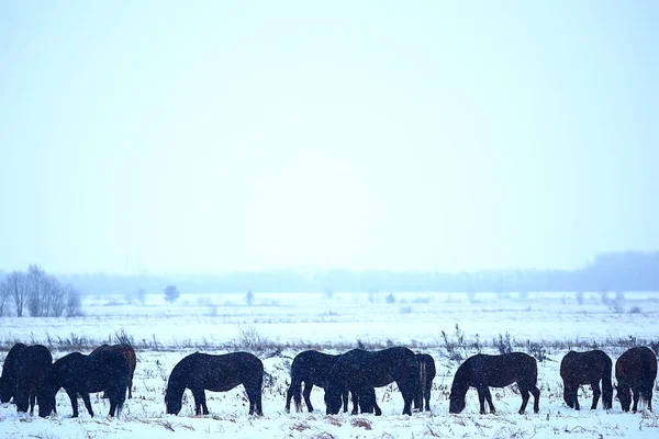 Abstrakt Verschwommener Winterhintergrund Pferde Einer Verschneiten Feldlandschaft Schnee Auf Einem — Stockfoto