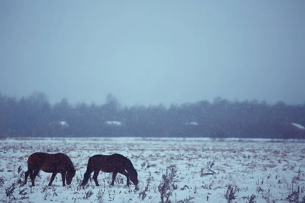 Abstrakt Suddig Vinter Bakgrund Hästar Snöig Åkermark Landskap Snö Gård — Stockfoto