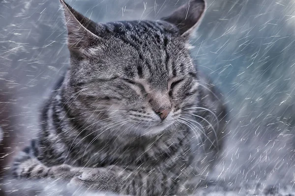 Sorgsen Herrelös Katt Liten Olycklig Övergiven Katt — Stockfoto
