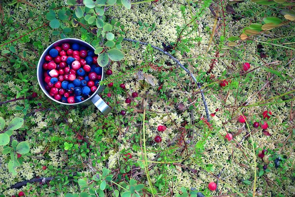 Mirtilli Mirtilli Rossi Sul Muschio Una Tazza Condizioni Naturali Fauna — Foto Stock