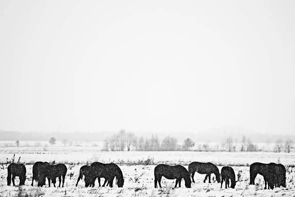 抽象的な冬の背景 雪原の風景の馬 農場の雪 — ストック写真