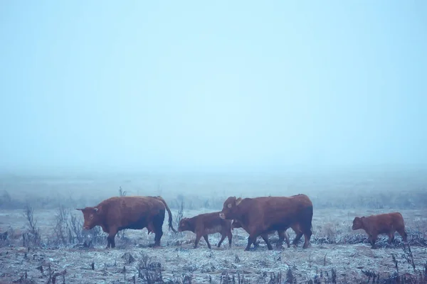 冬には雪原で牛 冬には農場で動物 — ストック写真