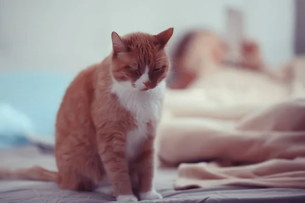 Lindo Gato Feliz Mascota Esponjosa Cuidado Concepto Amor —  Fotos de Stock