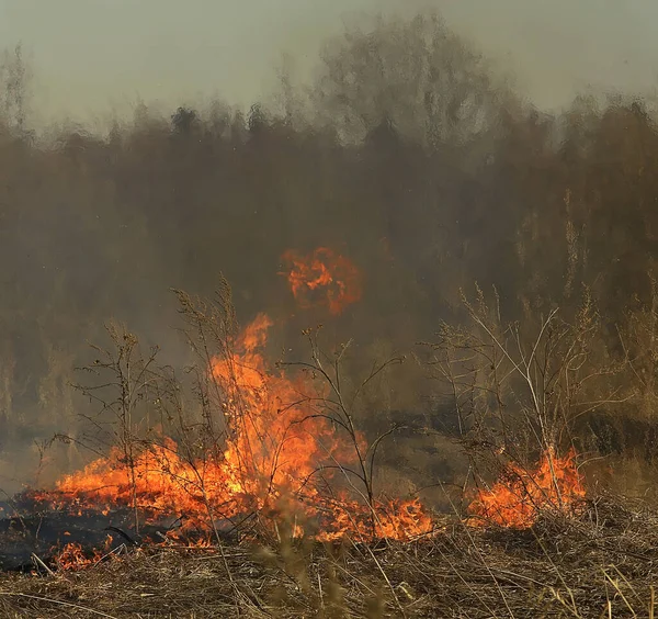Abstrakcyjny Krajobraz Ogień Płomień Lesie Tło Pożar Katastrofa Ekologiczna — Zdjęcie stockowe