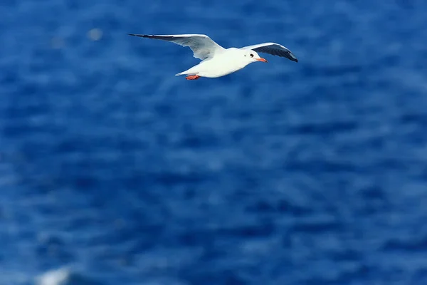 カモメは海を渡り概念的な海の休暇の夏鳥の自由飛行 — ストック写真