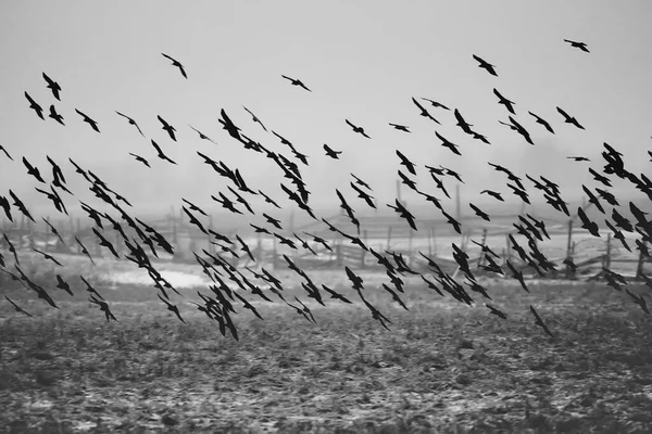 Paysage Automne Troupeau Oiseaux Noirs Concept Tristesse Automne Fond Brumeux — Photo
